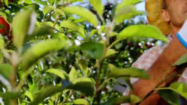 Schöner reifer Bauer in einem schönen Apfelgarten, der reife Früchte vom Baum sammelt — Stockvideo