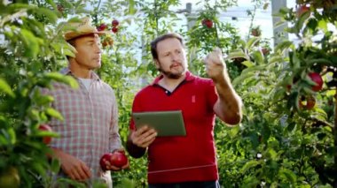 Kameranın önünde, olgun ve yaşlı yatırımcının önünde meyve bahçesinin ortasındaki ağaçtan biraz sulu elma al ve bu yılın hasatını tartışalım.