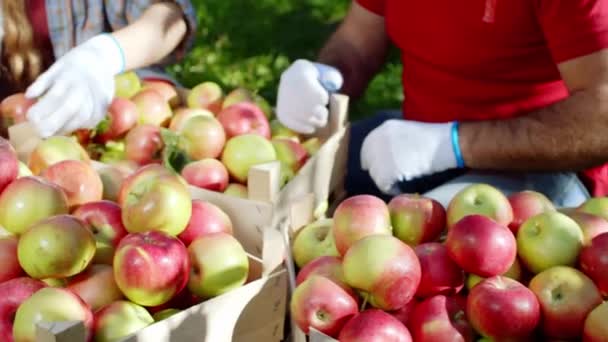 In de appelboomgaard selecteerde een groep seizoenarbeiders de appels uit het houten kistenconcept van gezond voedsel en biologisch fruit. — Stockvideo