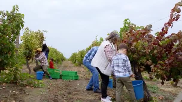 農業と農業の概念ぶどう畑の真ん中でブドウの収穫を集めるかわいい男の子を持つカリスマ的な大家族 — ストック動画
