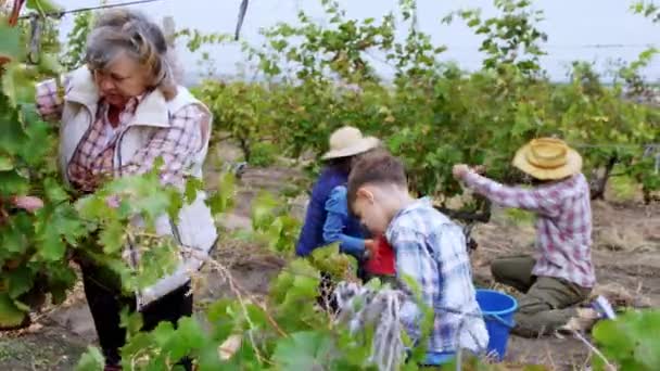 Vecchia nonna e i suoi due nipoti lavorano insieme in mezzo al vigneto raccogliendo le uve di altri membri della famiglia che lavorano così nuovo concetto di raccolta autunnale di agricoltura biologica. Colpo. — Video Stock