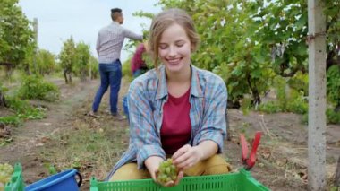Üzüm bağının ortasında kameranın önünde gülümseyen çekici kadın üzüm hasadını seçiyor. ARRI Alexa 'da çekim