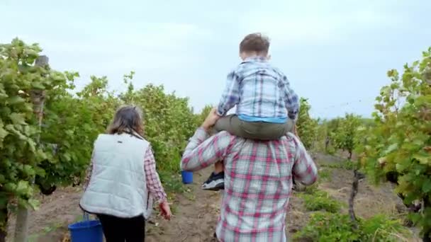 Concepto de la agricultura y la abuela agricultora con el sobrino y su padre despertando a través de la viña analizando las uvas cosechan viejo agricultor recogiendo las uvas en el cubo. Disparo en ARRI Alexa — Vídeos de Stock