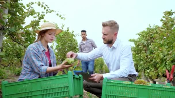 ビジネス農業の概念美しい女性とブドウ畑のビジネスマンは、今年のいくつかのブドウの収穫を味わうアフリカ系アメリカ人の男性は、プラスチック製の箱の上にブドウのいくつかのペアをアンロードします。 — ストック動画