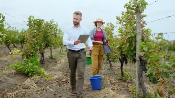 Az őszi napon a közepén szőlőültetvény jóképű üzletember egy digitális tabletta séta a szőlő és a beszélgetés a többnemzetiségű munkavállalók, miközben összegyűjti a — Stock videók