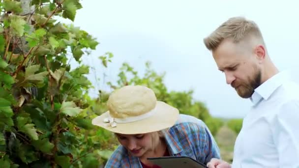 In front of the camera countryside woman farmer in the vineyard collecting the grapes harvest while the businessman with a digital tablet analyzing the results of harvest — Stock Video
