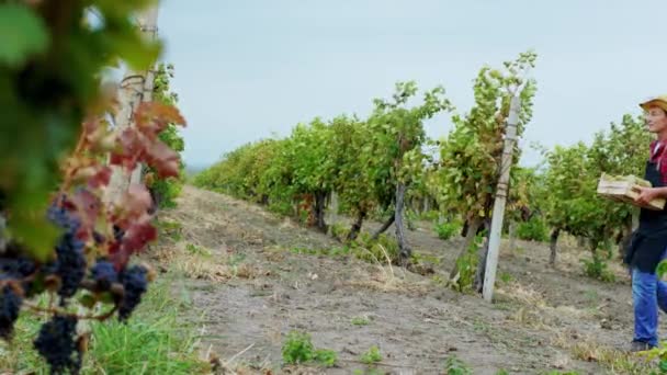 Před kamerou chodící skupina venkovských dělníků na vinici drží dřevěný koš plný hroznů sklizně — Stock video