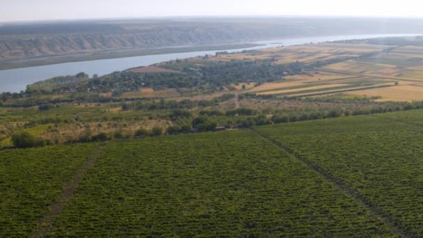 S videem drone úžasné přírody zobrazit všechny zelené pole koncepce zemědělství a zemědělství — Stock video