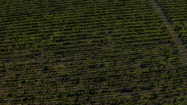 Koncepcja rolnictwa nagrywa wideo z dronem o dużym zielonym polu w środku słonecznego dnia. 4k — Wideo stockowe