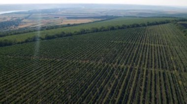 Güneşli bir günde, tarım ve tarım endüstrisinin büyük yeşil alan konseptinin tepesinden video alıyoruz.