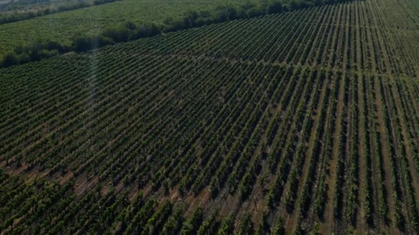 Concepto de negocio agrícola tomando video con un dron de un gran campo verde con concepto de industria de la agricultura de uvas — Vídeos de Stock