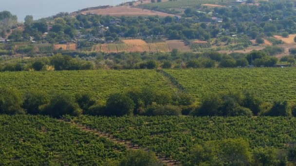 Tomando video con dron de increíble vista de la naturaleza de un gran campo verde del concepto de viñedo de la agricultura y la industria agrícola. 4k — Vídeos de Stock
