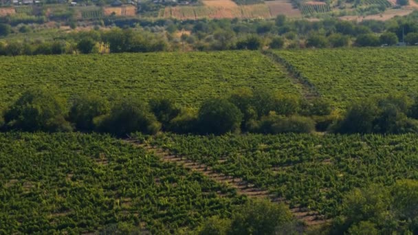 Concepto de la industria agrícola toma de vídeo con dron de un hermoso campo verde de viñedo — Vídeos de Stock