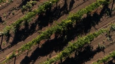 Tarım ve tarım endüstrisi konseptinin inanılmaz yeşil alan insansız hava aracı ile tepeden görüntü alıyoruz.