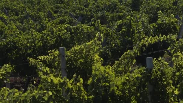 Velké pole vinic pořizování videa s drone koncepce zemědělství a zemědělství průmyslu. 4k — Stock video