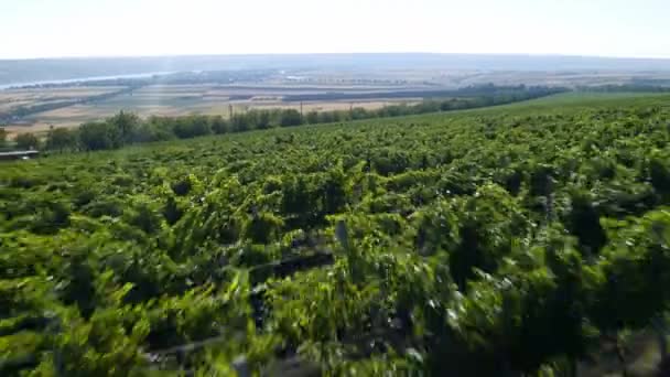 Levando vídeos de gorduras de drone com um grande campo de vinha em um incrível conceito de dia ensolarado da agricultura e da indústria agrícola. 4k — Vídeo de Stock