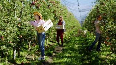 Büyük bir elma bahçesi çiftçisi ailesinde toplanarak ağaçtan olgun meyveler toplayarak modern bir meyve bahçesinde yeni bir teknoloji olan tarım kavramına yoğunlaştılar.