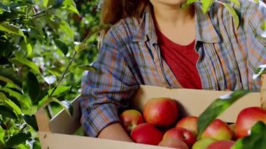 Güzel görünümlü genç çiftçi kız elma bahçesinde kameranın önünde ağaçtan taze elma topluyor.