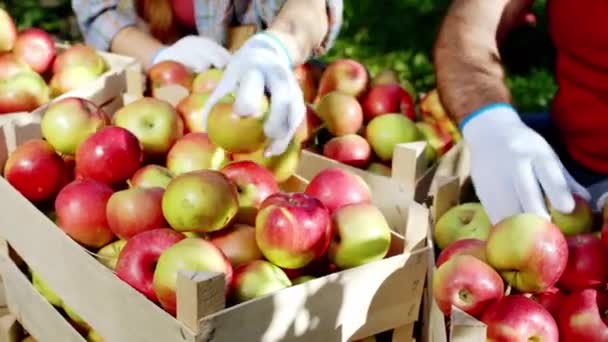 Frutas frescas del árbol en los trabajadores del huerto de manzanas seleccionando las manzanas de la caja de madera que usan guantes protectores — Vídeos de Stock