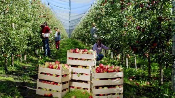 Stora och moderna äppelodlare arbetar koncentrerat samla in färska och mogna frukter från trädet de lastar på trälådor den nya skörden i år — Stockvideo
