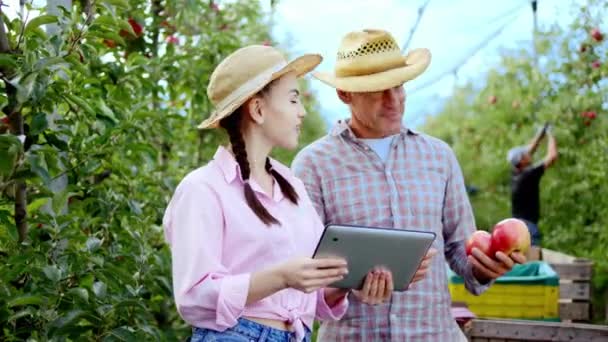 Харизматичная дама и его отец фермер в яблоневом саду с помощью цифровой планшет для анализа результатов урожая в этом году они обсуждают вместе фоновые работники сбора яблок от — стоковое видео