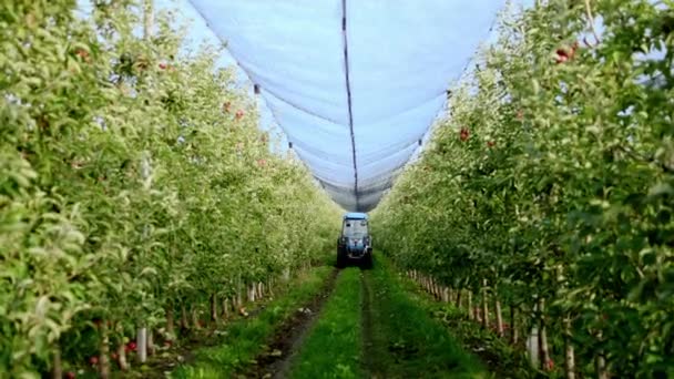 Современный и развитый яблоневый сад, снимающий видео перед камерой движущегося трактора — стоковое видео