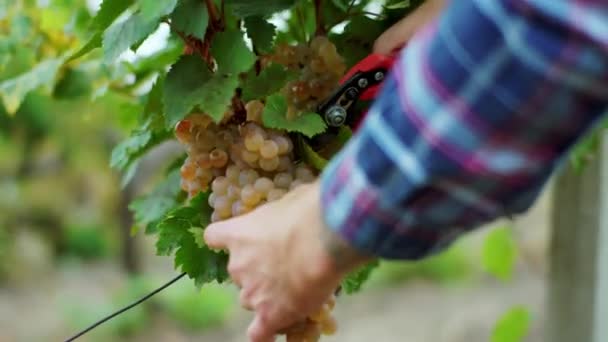 Devant l'homme de la caméra agriculteur couper un raisin dans les détails du vignoble en prenant la vidéo gros plan — Video