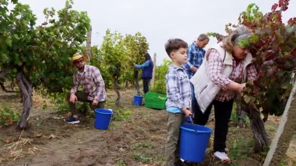 Karismatisk söt pojke arbetar tillsammans med sin familj i vingården samla druvorna han hjälpte sin mormor han håller en hink för att samla druvorna begreppet ekologisk odling och bönder — Stockvideo