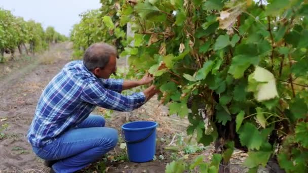 Jordbrukare och hans stora familj samlar skörden av druvor från vingården begreppet ekologisk odling och jordbruksindustri. Skjuten på ARRI Alexa — Stockvideo