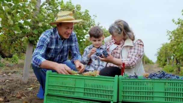 Sorridente felice vecchio e donna con il loro nipote selezionando l'uva dalle scatole di plastica in mezzo alla vigna trascorrono grande tempo insieme — Video Stock