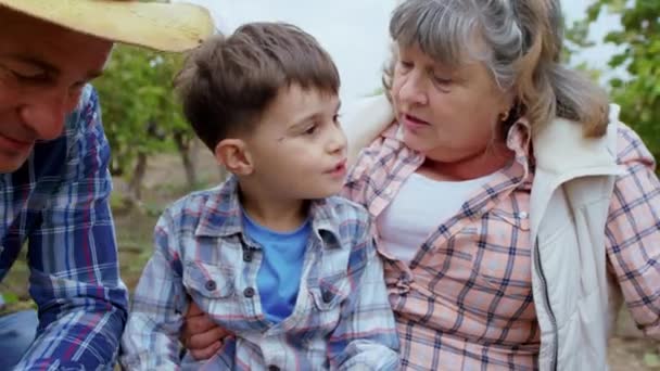 Hezký malý chlapec a jeho staří prarodiče diskutovat při třídění hroznů sklizeň z plastové krabice uprostřed vinice — Stock video