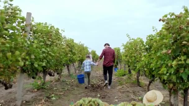 Går genom vingården pappa och hans lilla son med en hink för att samla in druvorna skörd i år från vingården andra familjemedlemmar samla in druvorna också — Stockvideo