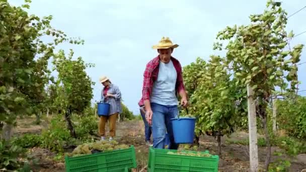 Dobře vypadající farmář a další venkovani sbírající hrozny uprostřed vinice farmář vyloží hrozny na plastovou krabici. Zastřelen na ARRI Alexa — Stock video
