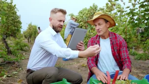 Koncentrerad affärsman tillsammans med bonden som analyserar vinskördens resultat smakar några druvor framför kameran — Stockvideo