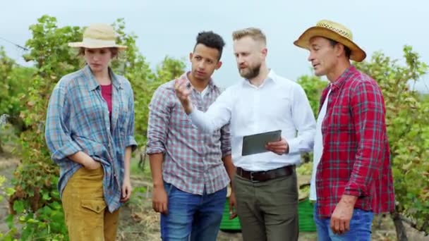 Grupp lantbrukare och arbetare som analyserar processen för att samla in druvorna skörd mitt i vingården begreppet jordbruk och jordbruksindustri — Stockvideo