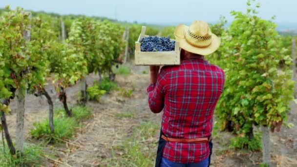 In een prachtige grote wijngaard wandelen volwassen boer door de wijngaard met een bedrijf houten mand vol druiven oogst — Stockvideo