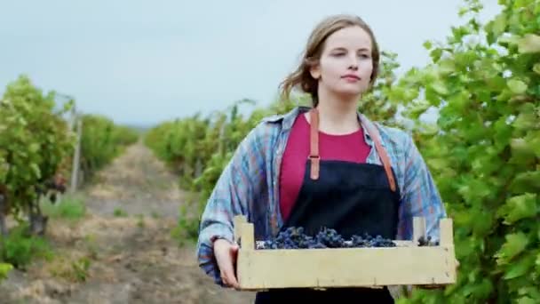 Serieuze dame platteland lopen in de voorkant van de camera vol van de druiven houten mand door de wijngaard ze kijkt naar de camera — Stockvideo