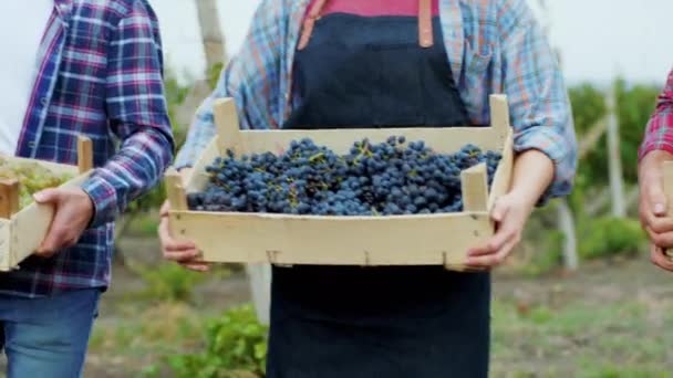 Närbild detaljer i vingården grupp av landsbygden människor som innehar med en träkorg full av färska ekologiska druvor — Stockvideo