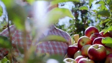 Elma bahçesinin ortasında çiftçi adam ağaçtan biraz elma al ve ahşap sepete dikkatlice koy. Mutludur ve tatlı tatlı gülümser.
