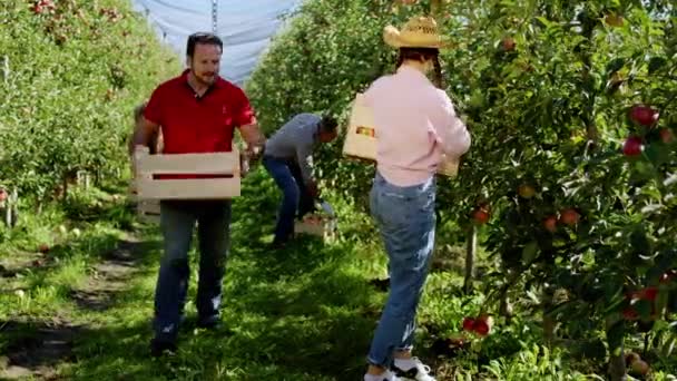 Walking farmer in the middle of the apple orchard bringing a wooden box to other seasonal worker lady they collecting fresh ripe apple from the tree — Stock Video