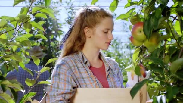 Di depan kamera karismatik dan menarik wanita mengambil beberapa buah apel segar dan matang dari pohon di kebun apel — Stok Video