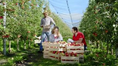 Karizmatik genç bayanlar ve diğer iki çiftçi olgun adamlar tahtadan sepetin üzerinde taşıdıkları elma bahçesinden olgun elma meyvelerini topluyorlar.