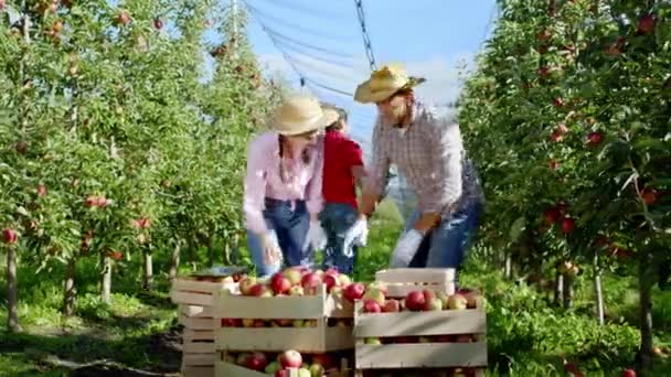 Χαρισματική κυρία και ο μπαμπάς αγρότης μαζί αναλύοντας το μήλο από το καλάθι στη μέση του οπωρώνα μήλο που εργάζονται φιλικά μαζί άλλους εργαζόμενους εξακολουθούν να φέρνουν την appl. 4ια — Αρχείο Βίντεο