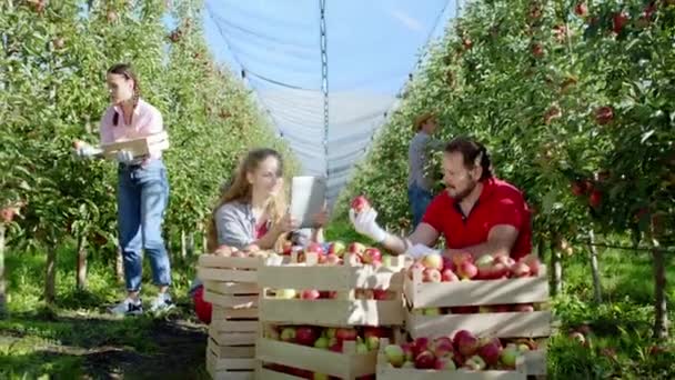 Koncept ekologického zemědělství uprostřed krajiny jablečného sadu pořídí pár fotek jeho otce farmáře vedle plné čerstvé krabice z jablečného dřeva, o které také diskutují o nové sklizni — Stock video