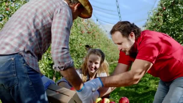Концепція органічних фруктів на яблучному саду дві зрілі фермери і красива з великою посмішкою леді розвантажити яблука з дерев'яного кошика після того, як вони збирають свіжі фрукти з дерева — стокове відео