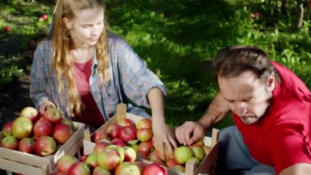Mujer de pelo rubio bien parecido y su padre agricultor en el huerto de manzanas seleccionan las manzanas frescas de la caja de madera. Disparo en ARRI Alexa Mini. — Vídeo de stock
