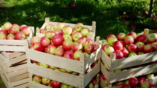 Elma bahçesinin ortasında olgun ve taze elma hasadıyla dolu ahşap bir kutunun ayrıntıları. — Stok video