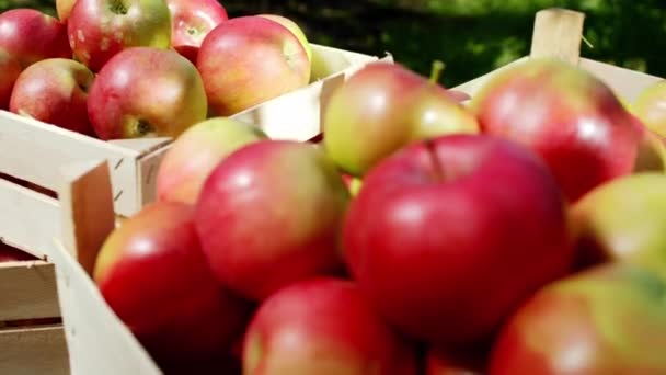 Tomando primer plano de vídeo a la cámara de una caja de madera llena de manzana madura y fresca del concepto de árbol de la comida orgánica y saludable — Vídeos de Stock