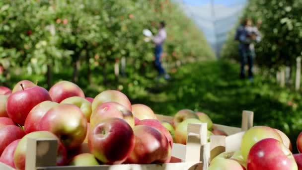 En medio del huerto orgánico de manzanas, los trabajadores recogen las frutas frescas y maduras del árbol en un día soleado. — Vídeo de stock