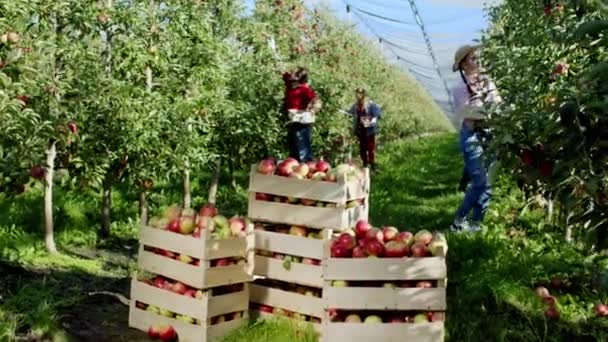 Nova colheita orgânica de maçã no meio de pessoas do pomar de maçã e agricultor coletando o resto da maçã da árvore — Vídeo de Stock